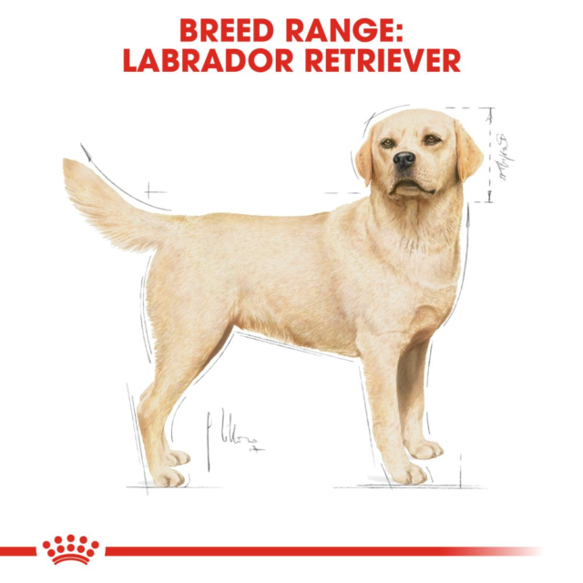 Royal Canin Labrador Retriever Adult Dry Food - Image 3