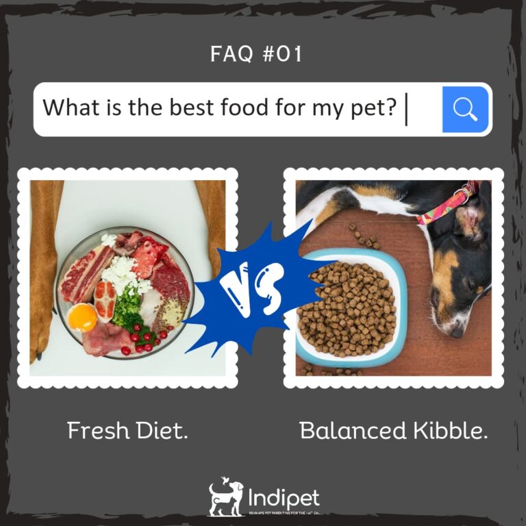 The Quest for the Best: Choosing the Right Food for Your Beloved Pet