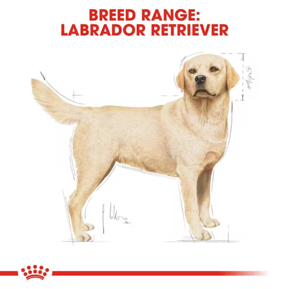 Royal Canin Labrador Adult Dryfood - Image 3