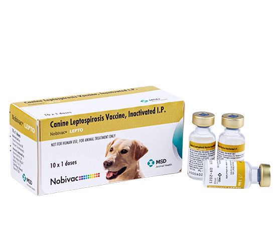 Nobivac LEPTO 1 ml